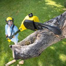 Tree and Shrub Care in Loxahatchee Groves, FL